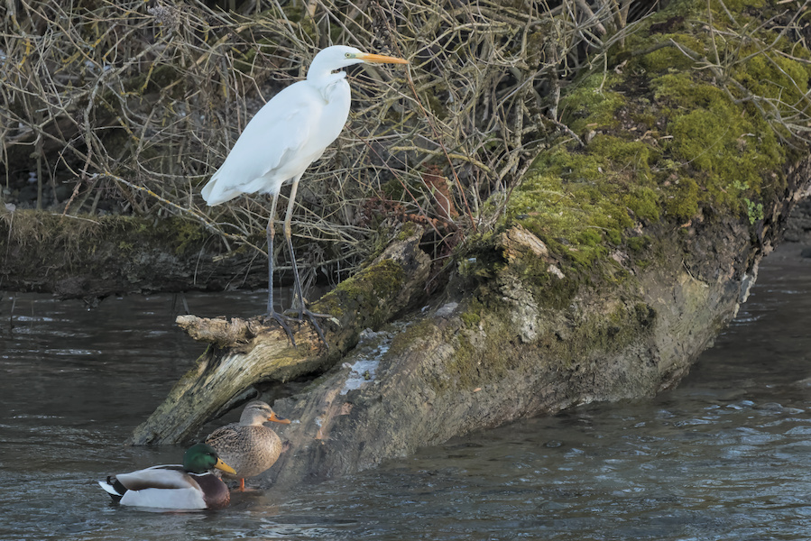 Stockentenpaar und ein Silberreiher am Ufer