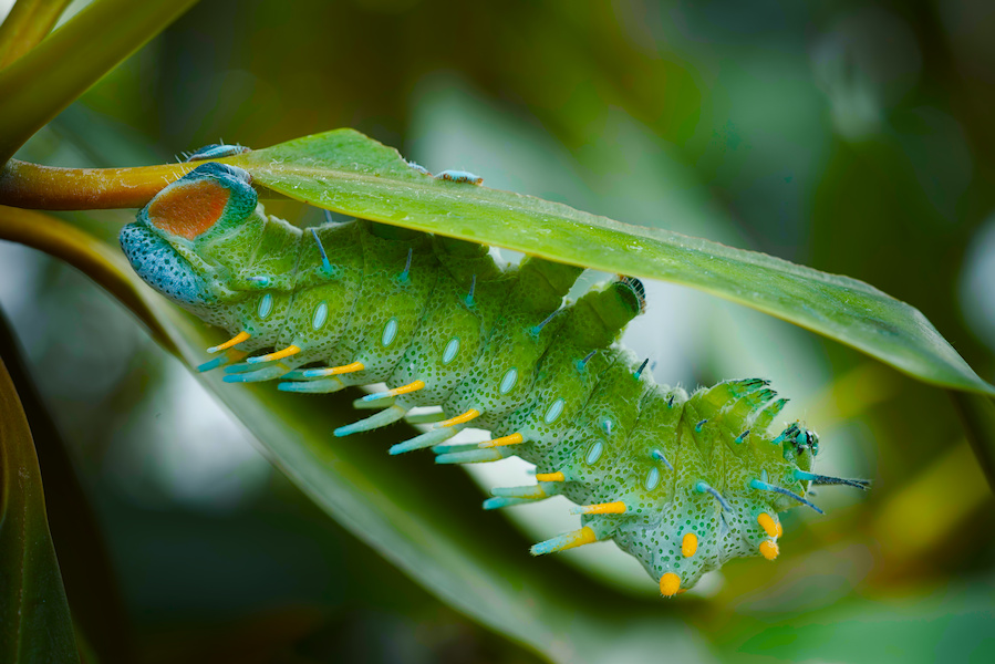 Schmetterlingsraupe zwischen zwei Bl&auml;ttern