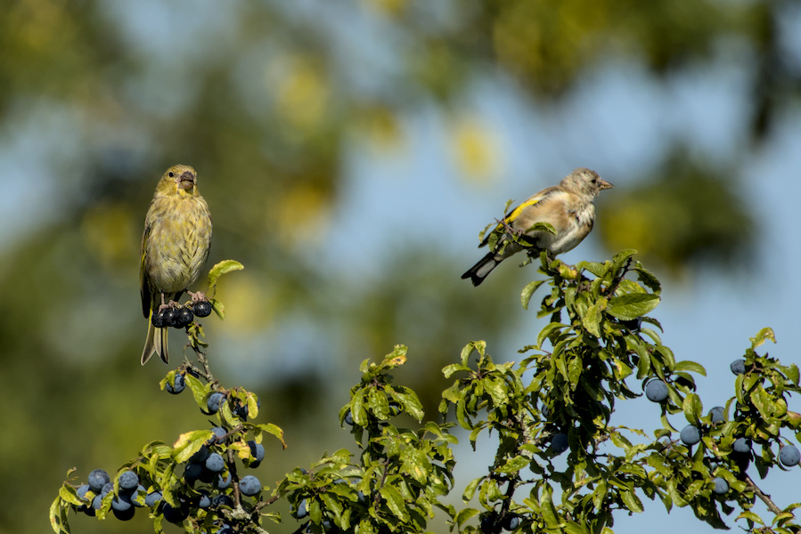 Gr&uuml;nfink und Stieglitz auf einem Busch