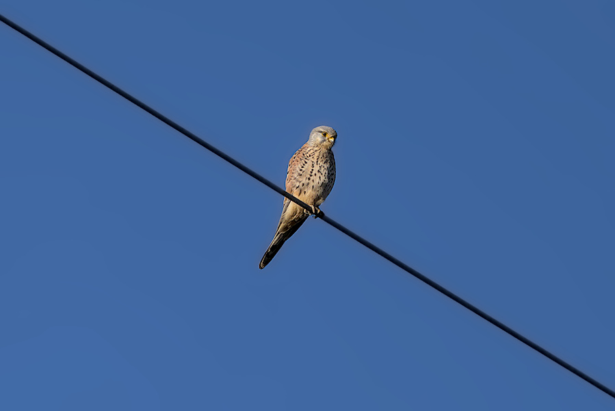 Turmfalke auf einer Stromleitung