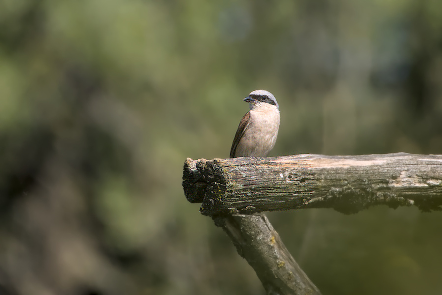 Neunt&ouml;ter auf einem Holzger&uuml;st