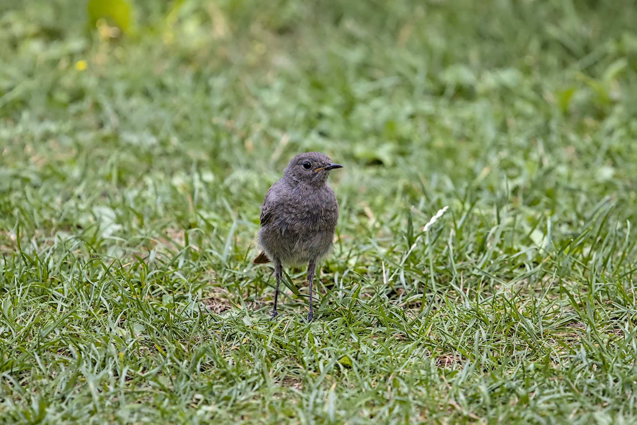 Nicht der Gr&ouml;&szlig;te