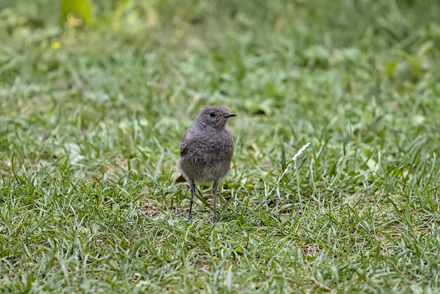 Hausrotschwanz im Gras