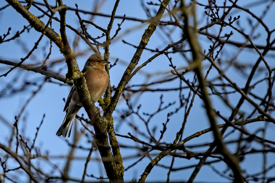 Buchfink auf einem Baum