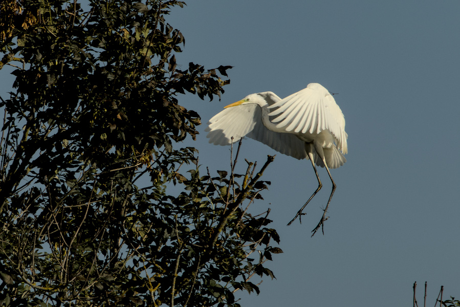 Fliegender Silberreiher