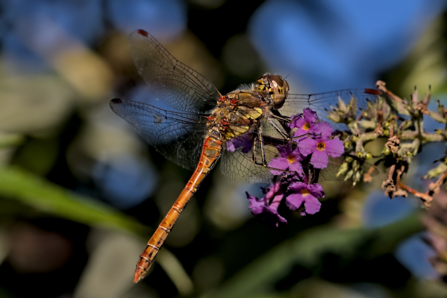 Blutrote Heidelibelle auf einem Fliederspeer