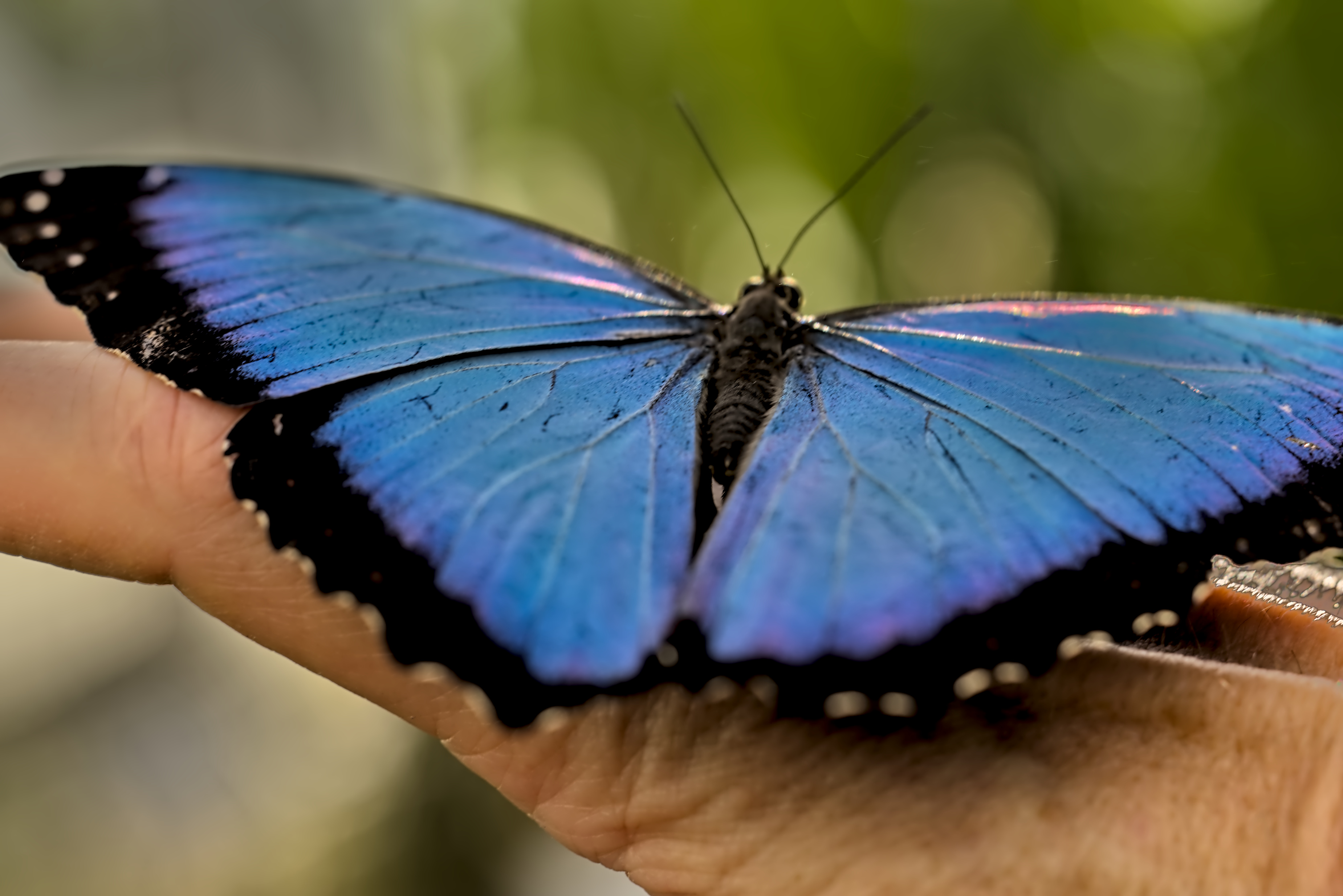Auf meiner Hand