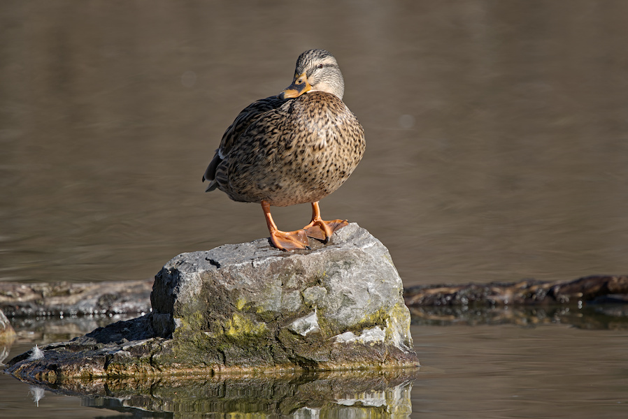 Stockente auf einem Stein