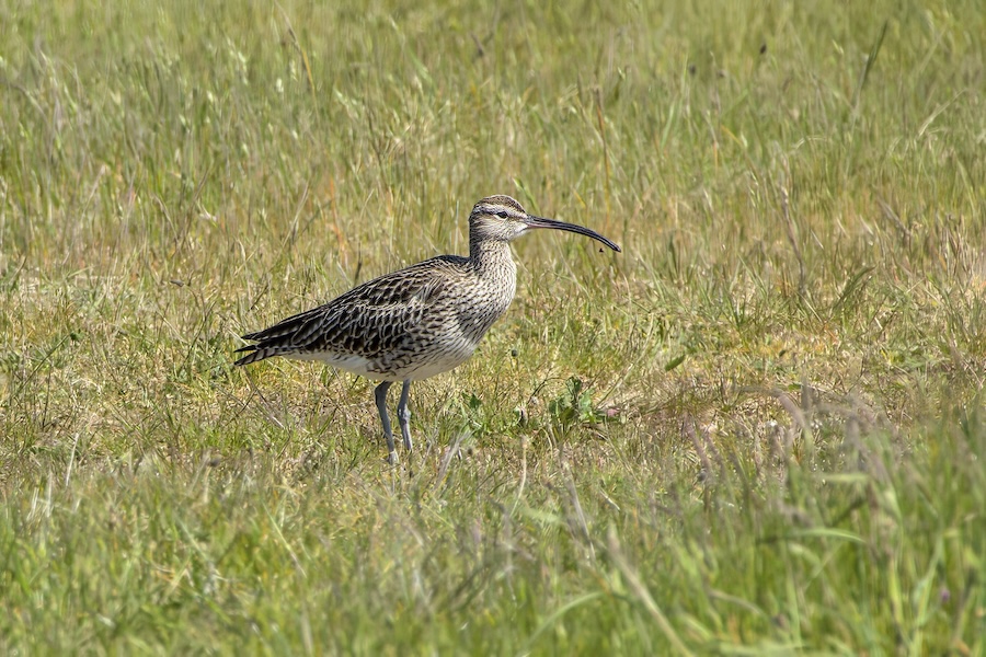 Regenbrachvogel auf einer Wiese
