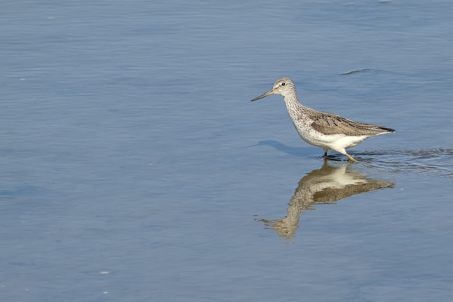 Grünschenkel im Wasser