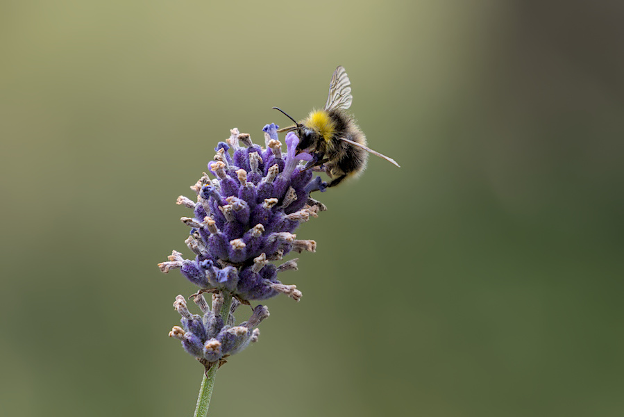 Biene auf einer Lavendel Bl&uuml;te