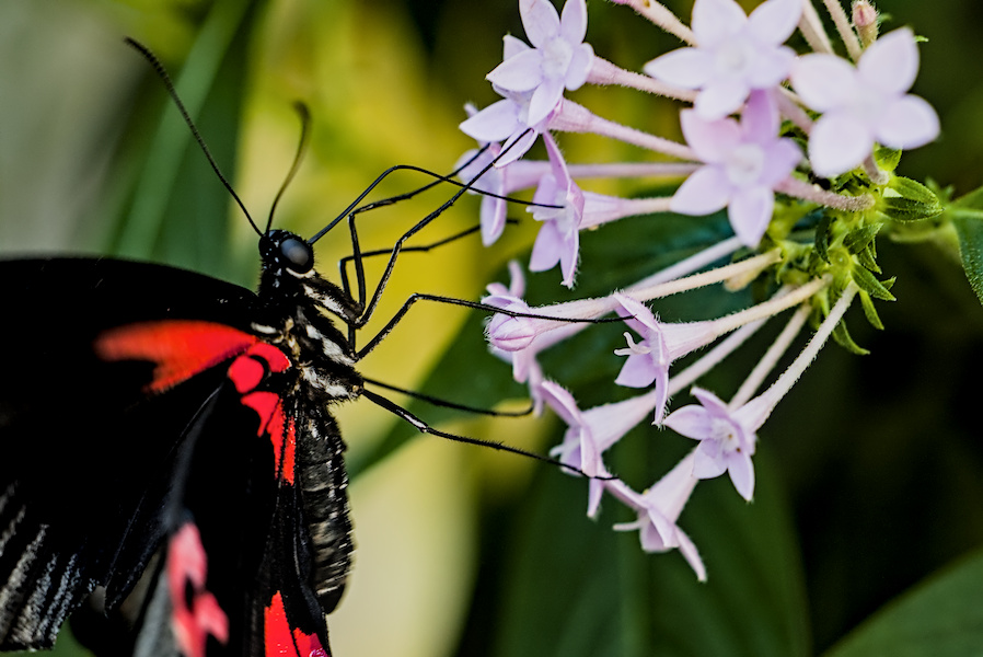 Scharlachroter Schwalbenschwanz Schmetterling auf einer Bl&uuml;te