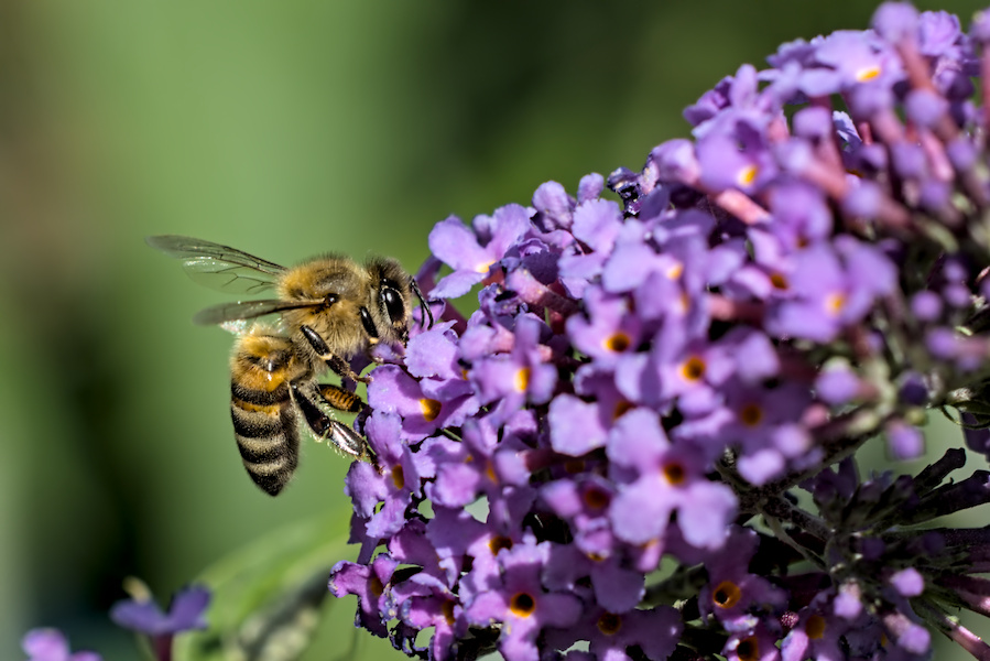 Biene auf einem Flieder