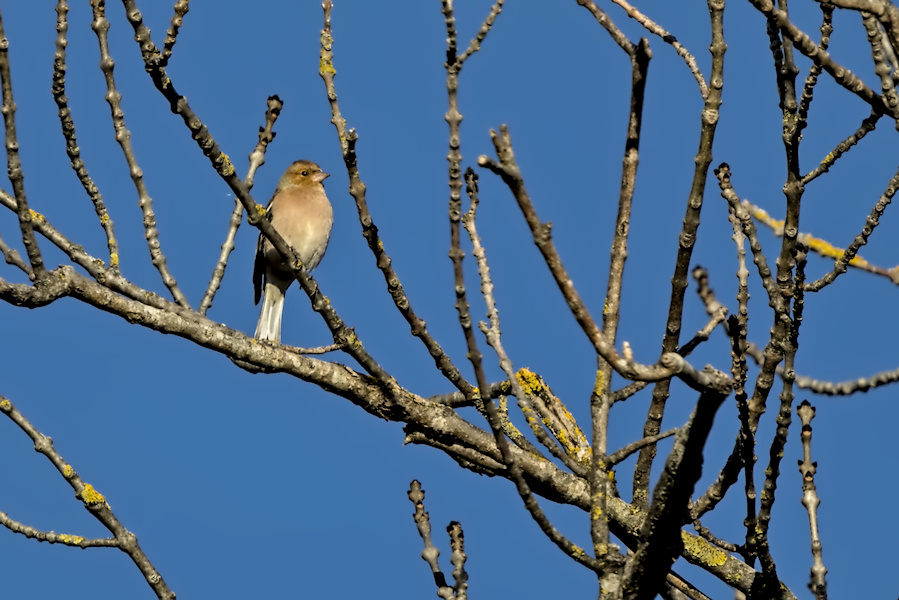 Buchfink auf einem Baum
