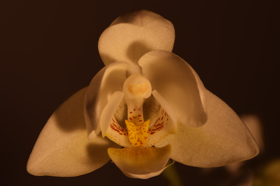 Orchideenblüte