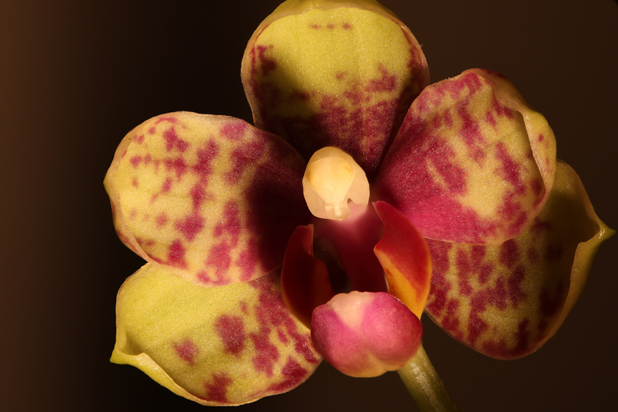 Orchideenblüte