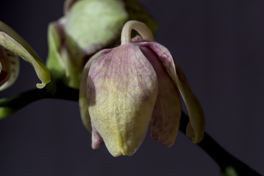Orchideenblüte