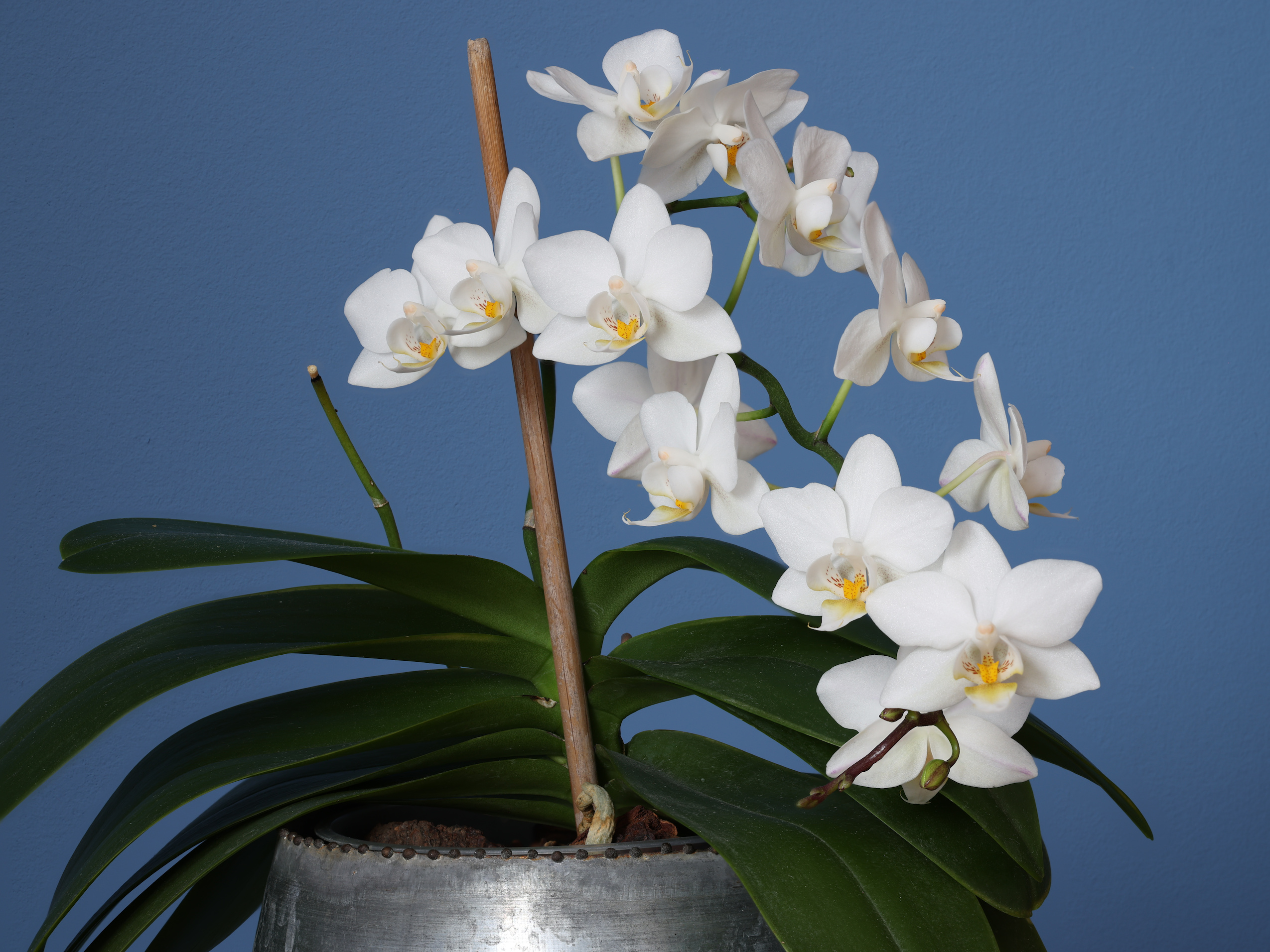 Orchideenbl&uuml;te - 06 - Komposition (N=50)