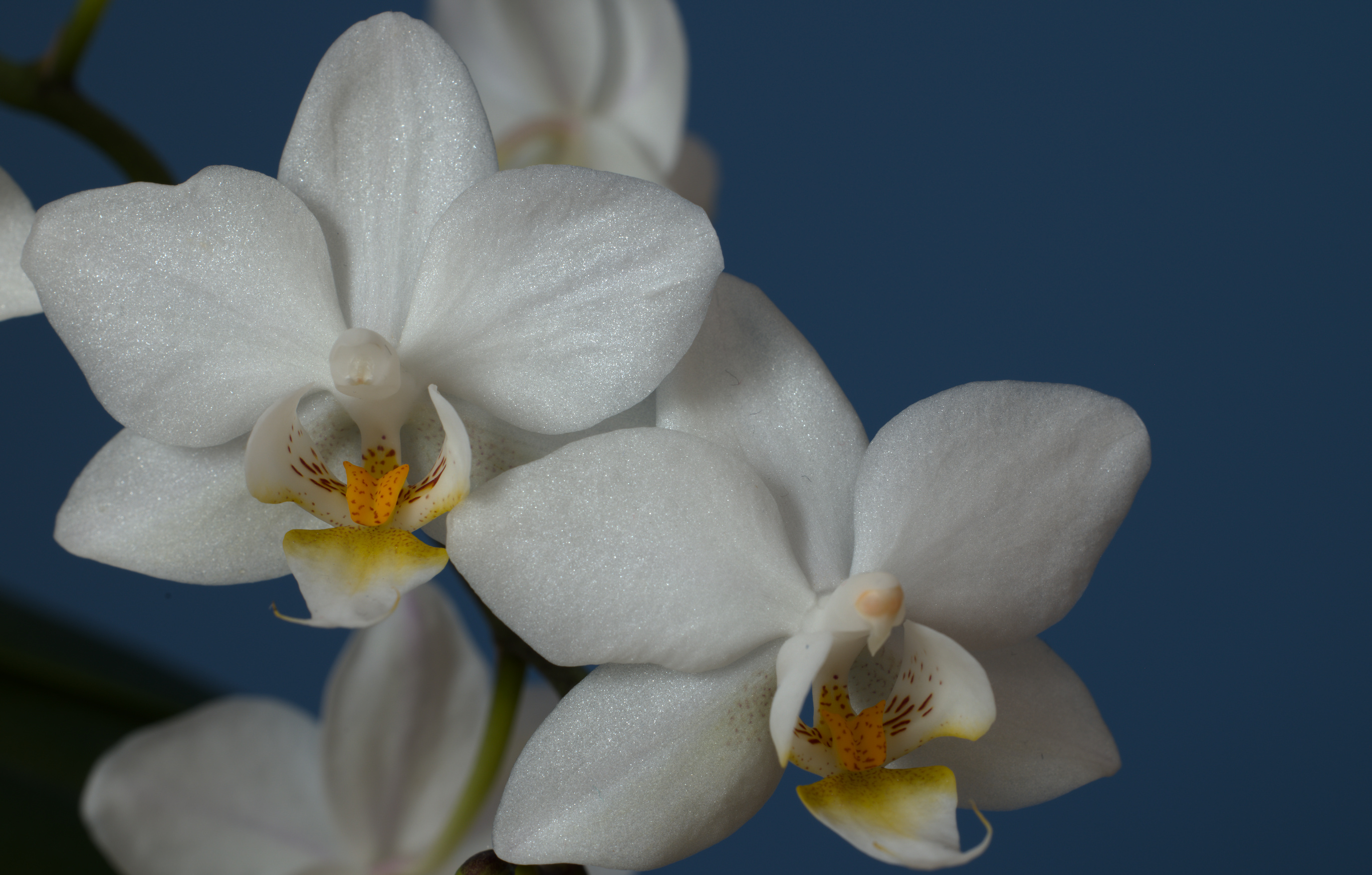 Orchideenbl&uuml;te