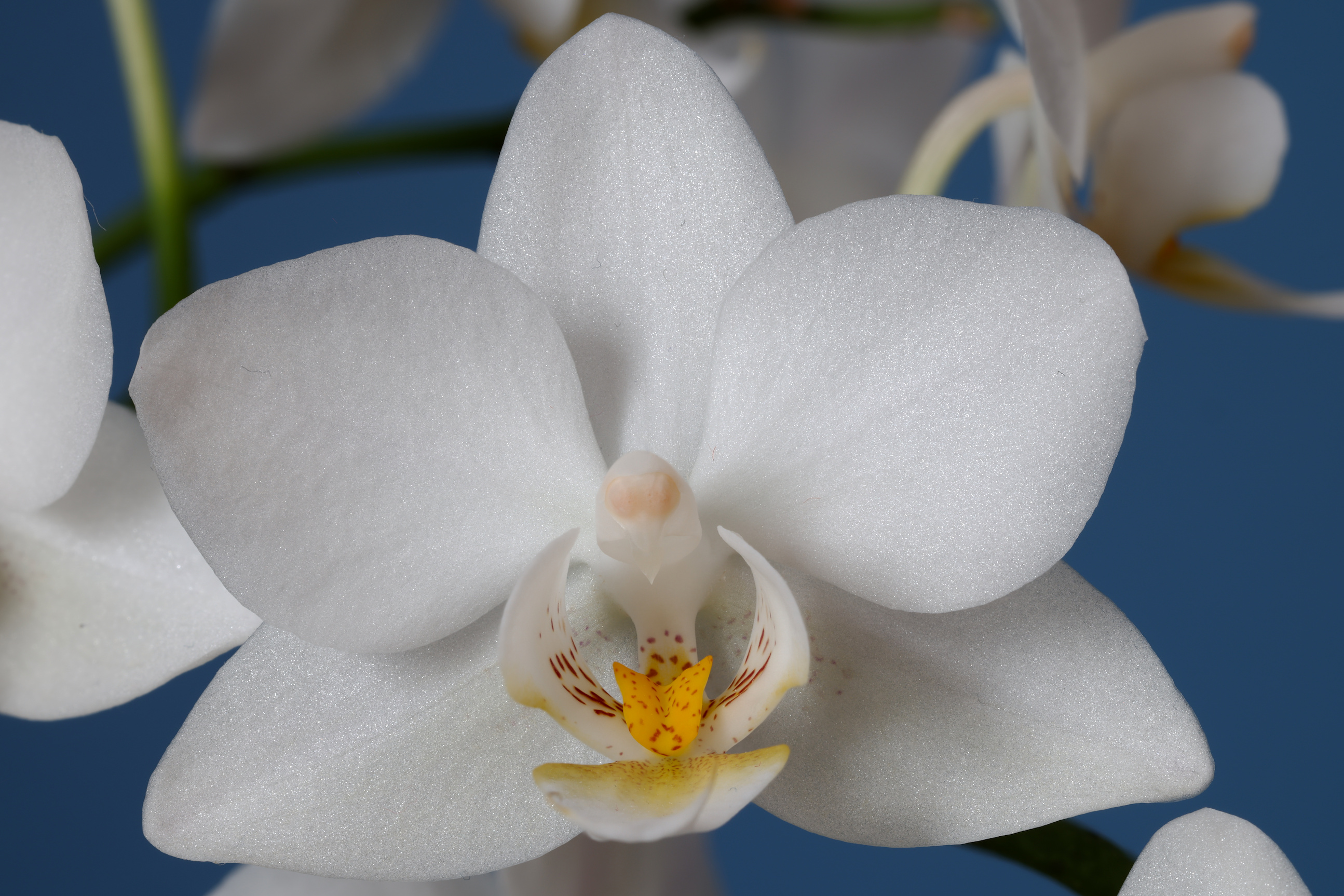 Orchideenbl&uuml;te - 08 - Komposition (N=10)