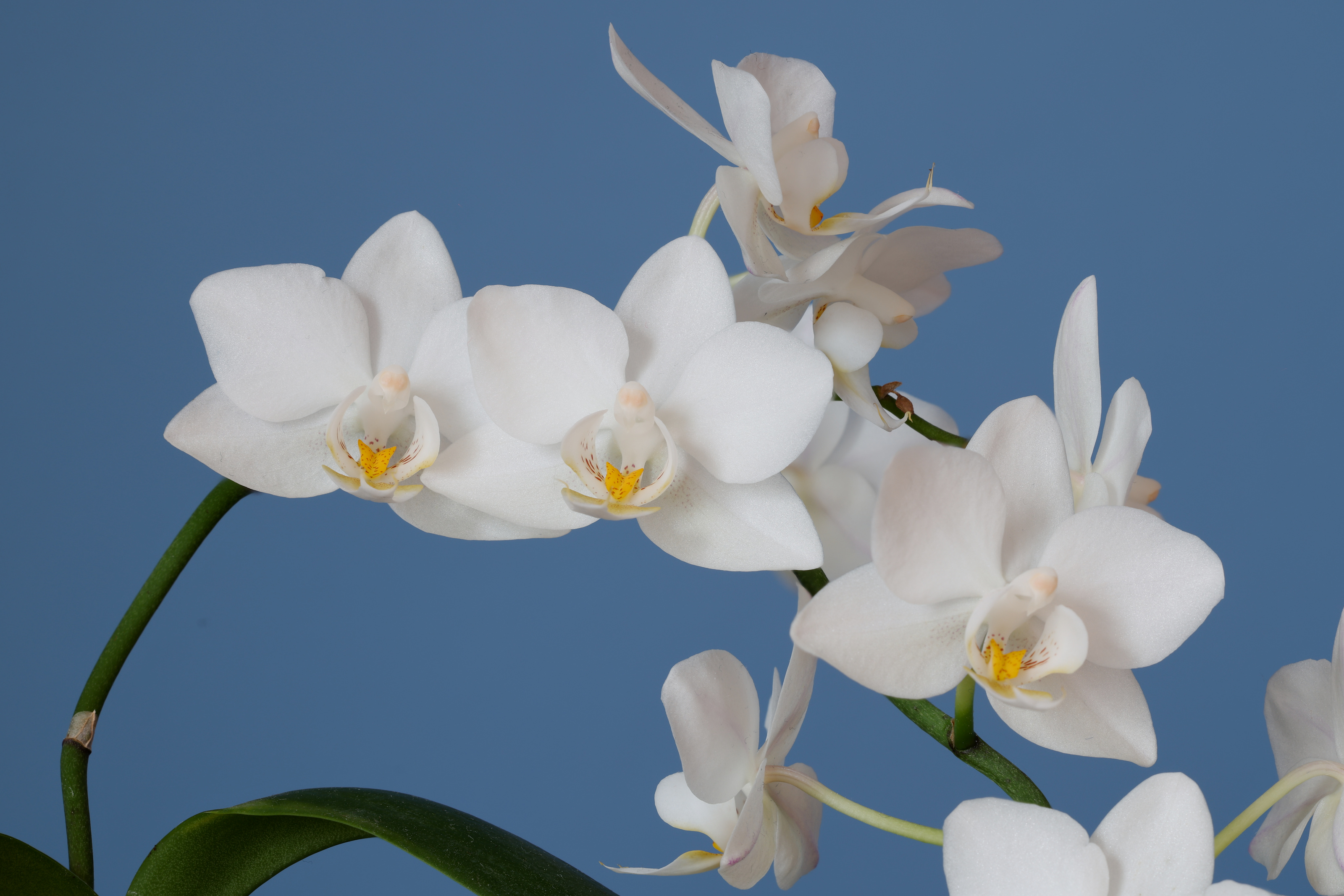 Orchideenbl&uuml;te - 09 - Komposition (N=10)