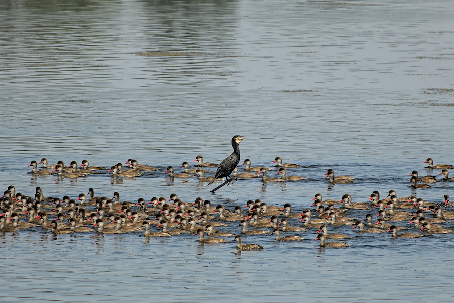 Kormoran und Kolbenenten auf einem See