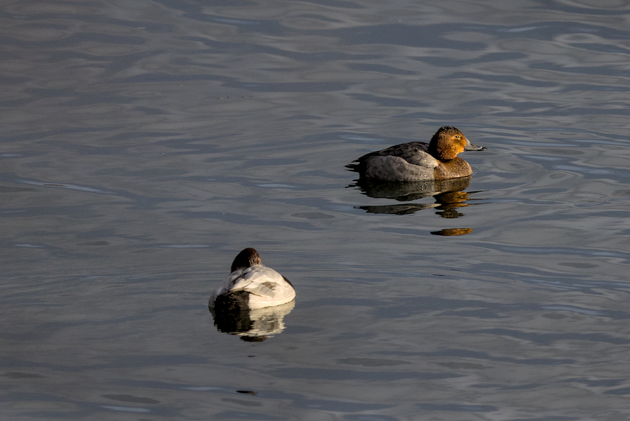 Tafelenten auf einem Teich