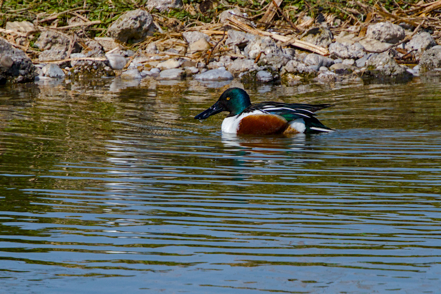 L&ouml;ffelente auf einem See