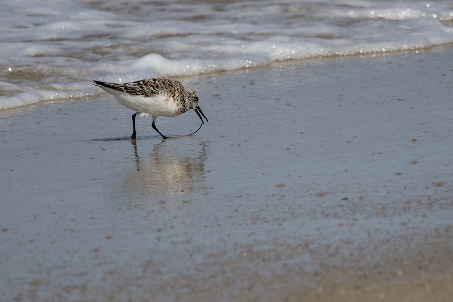 Sanderling am Strand