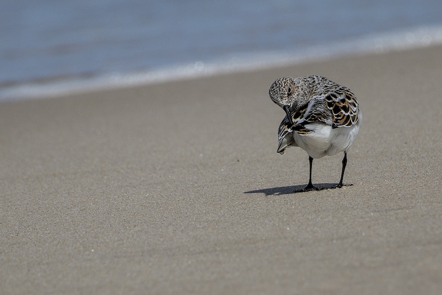 Sanderling am Strand