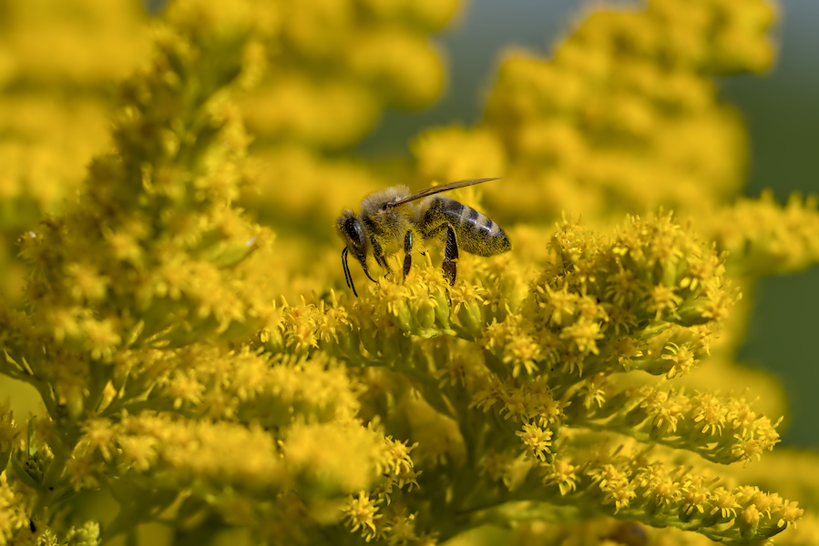 Biene auf einer Bl&uuml;tendolde