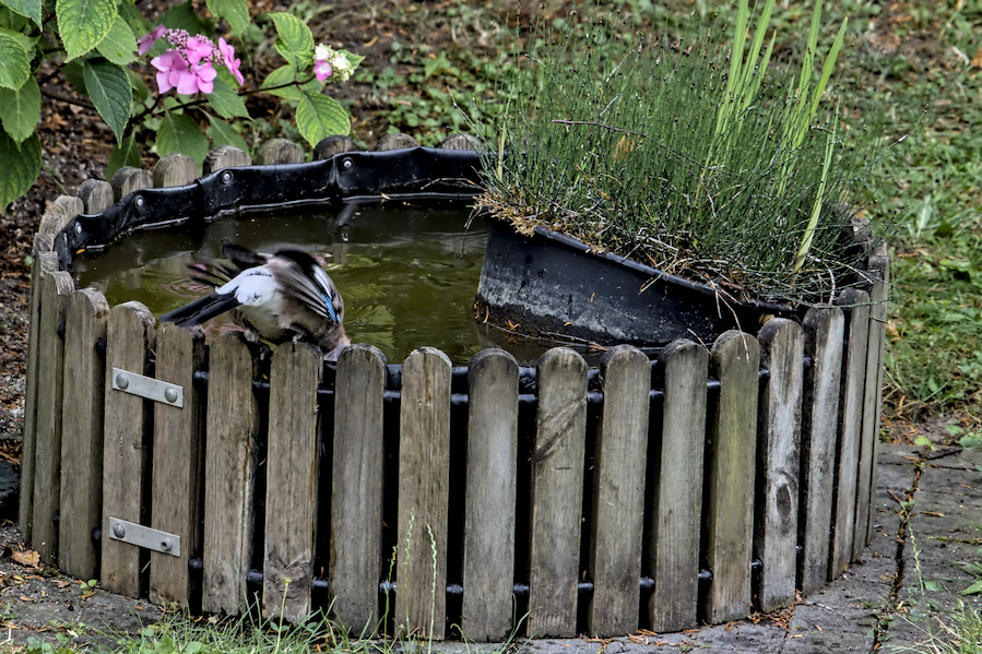 Eichelh&auml;her an einem Wasserbottich
