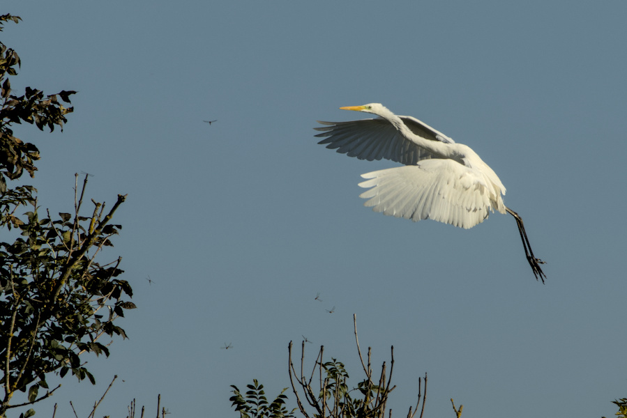 Fliegender Silberreiher