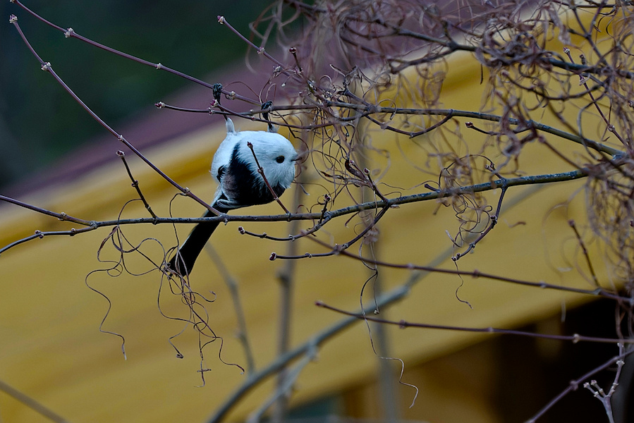 Schwanzmeise in einem Busch