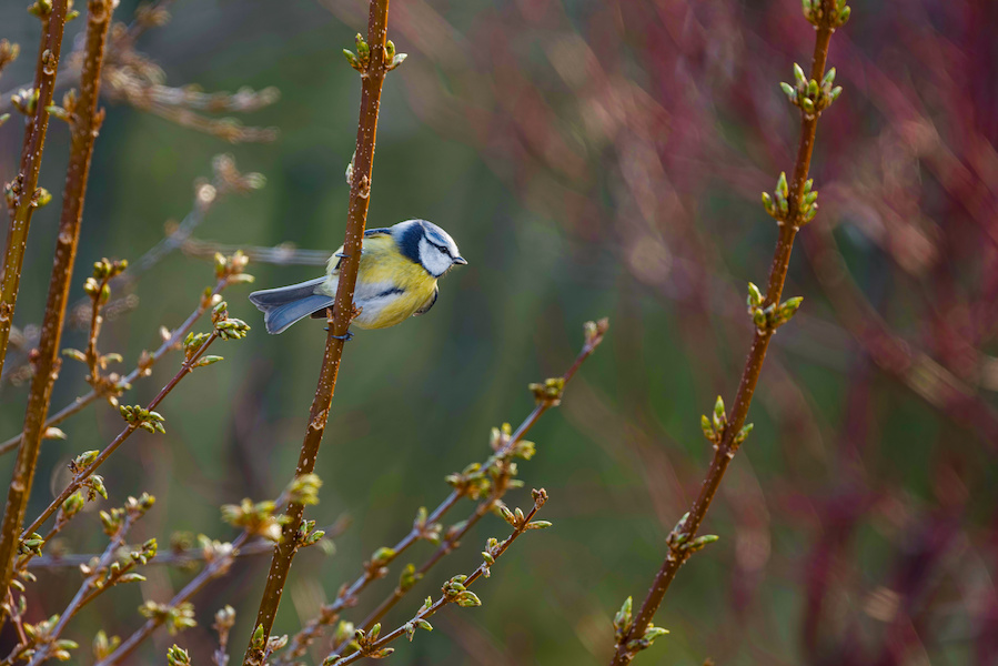 Blaumeise auf einem Ast