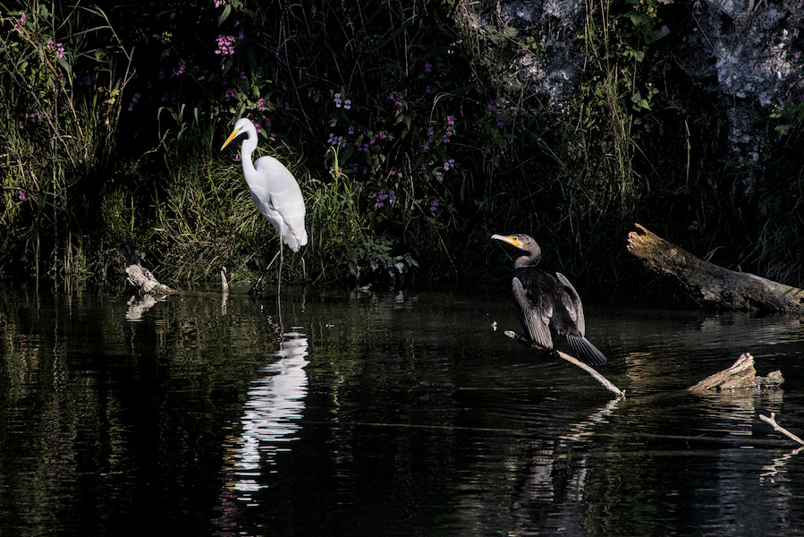 Kormoran und Silberreiher