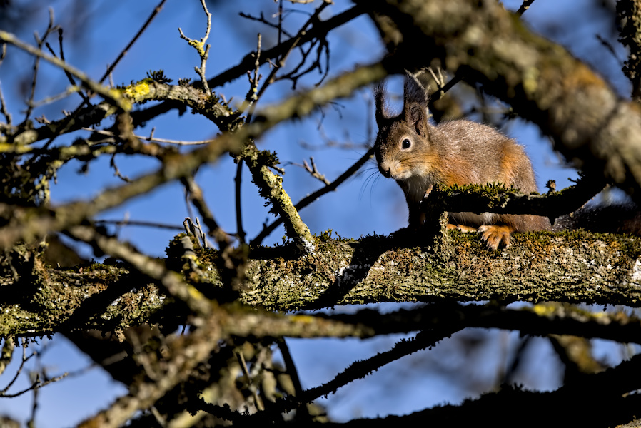 Eichh&ouml;rnchen auf einem Baum
