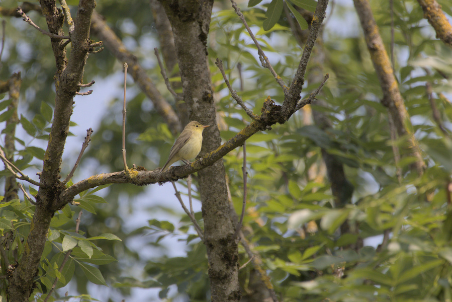 Gelbspötter auf einem Baum