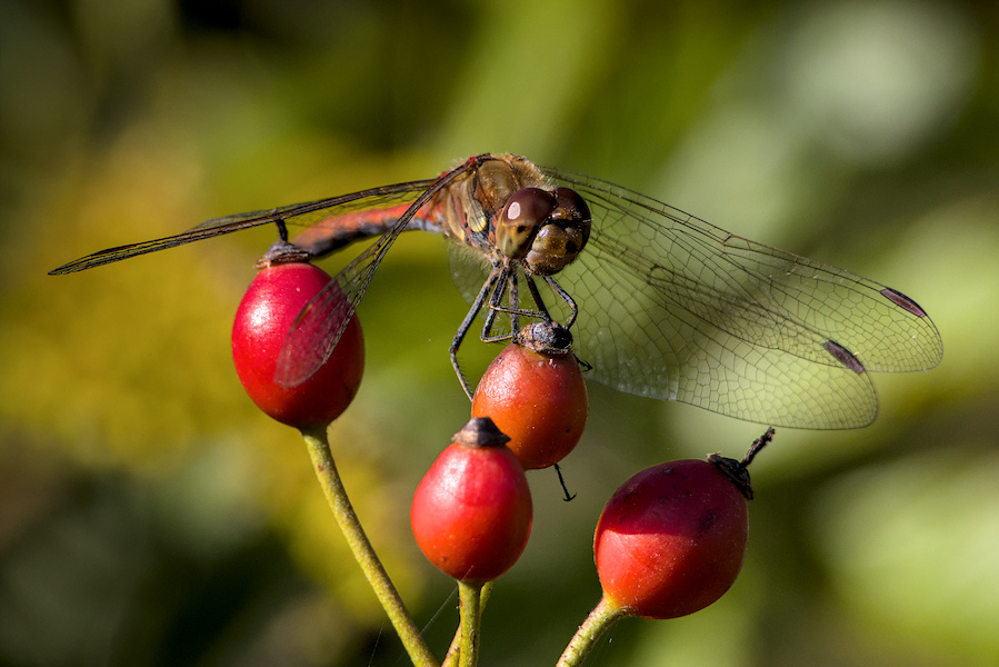 Blutrote Heidelibelle auf einer Hagebutte