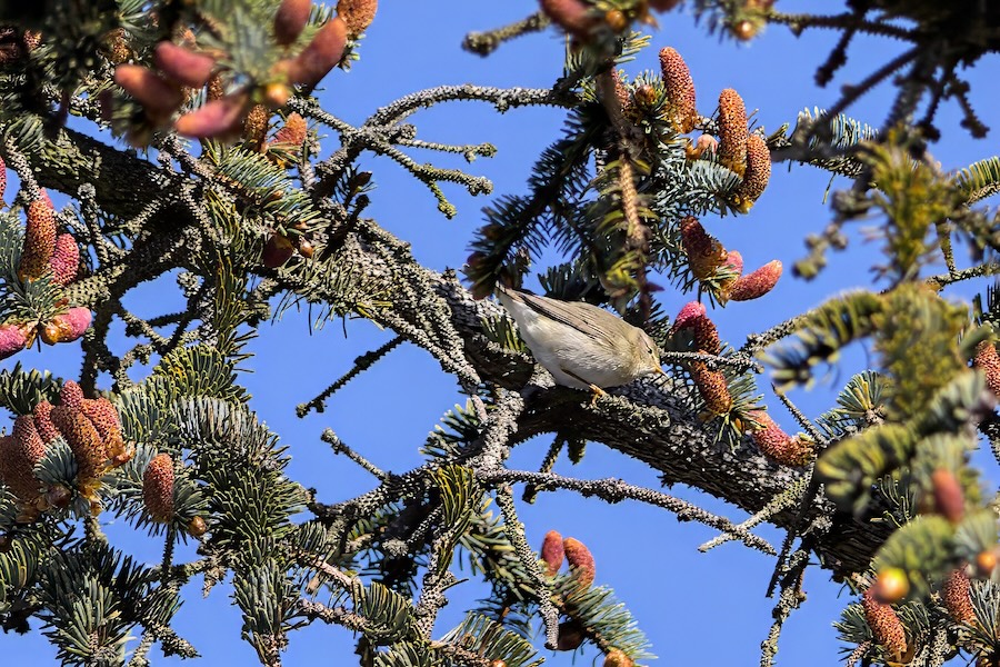 Fitislaubsänger auf einem Baum