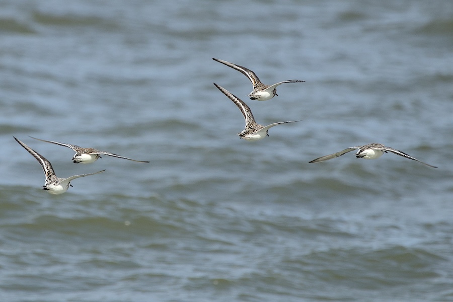Gruppe Sanderlinge im Flug