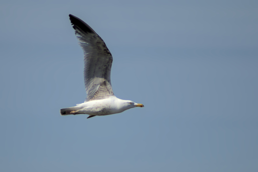 Silbermöwe im Flug