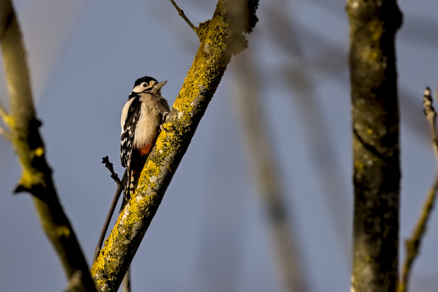 Buntspecht in einem Baum
