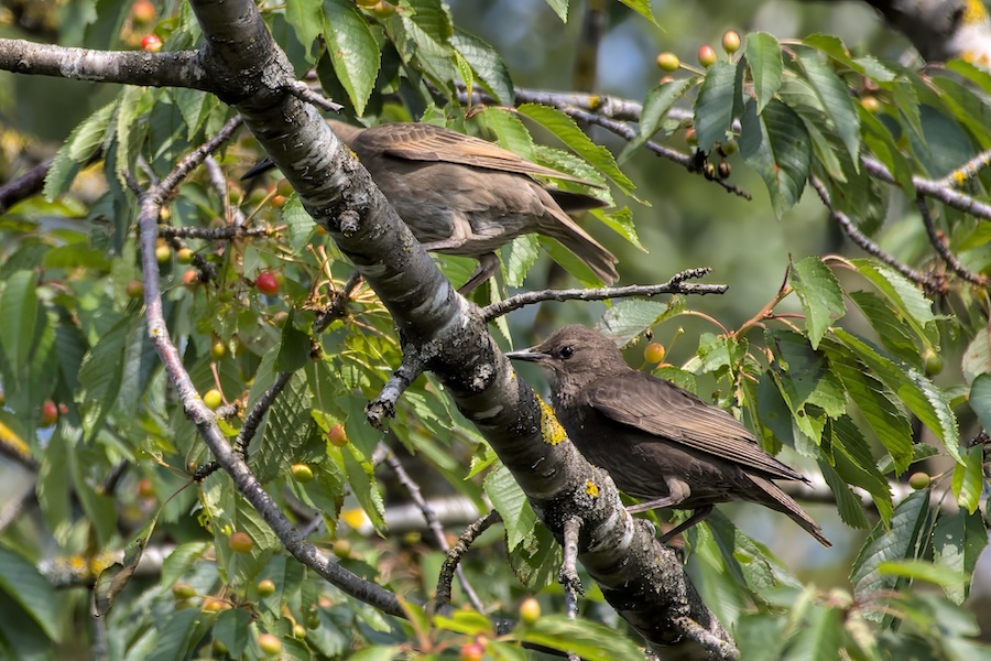 Zwei Stare in einem Bush