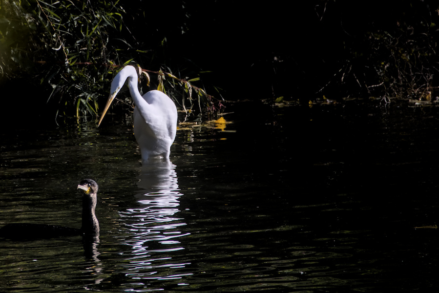 Silberreiher in einem Bach