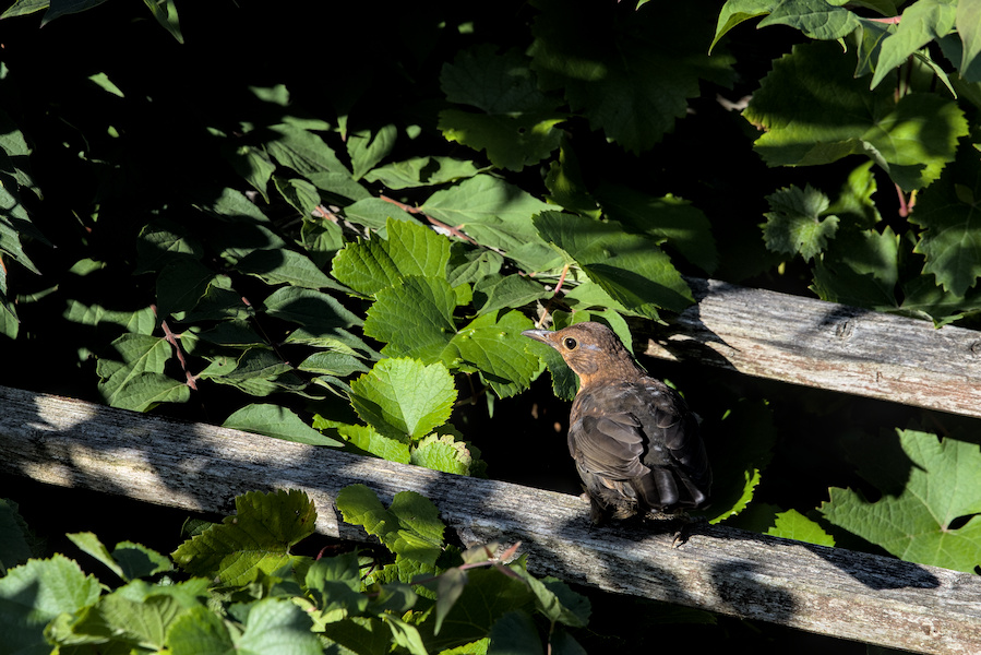 Amsel auf einem Holzgestell