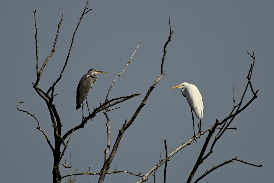 Silberreiher und Graureiher
