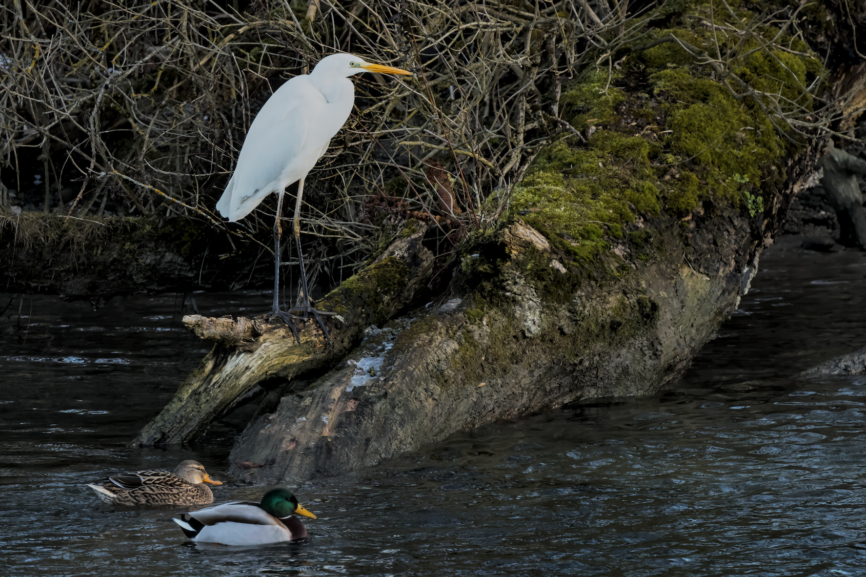 Stockentenpaar und ein Silberreiher am Ufer