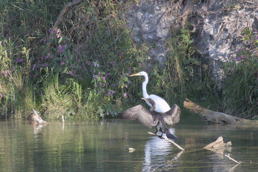 Kormoran und Silberreiher