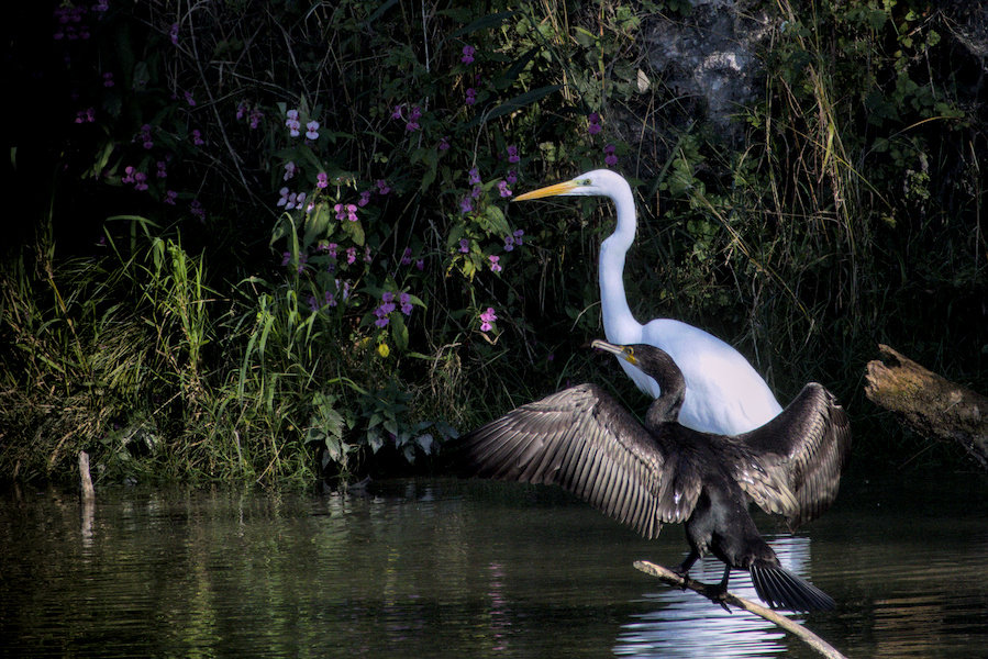 Kormoran und Silberreiher
